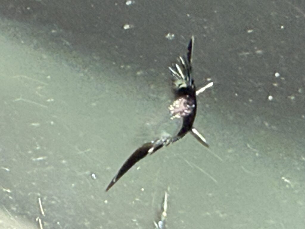 ダイハツロッキーのフロントガラスのウインドリペア