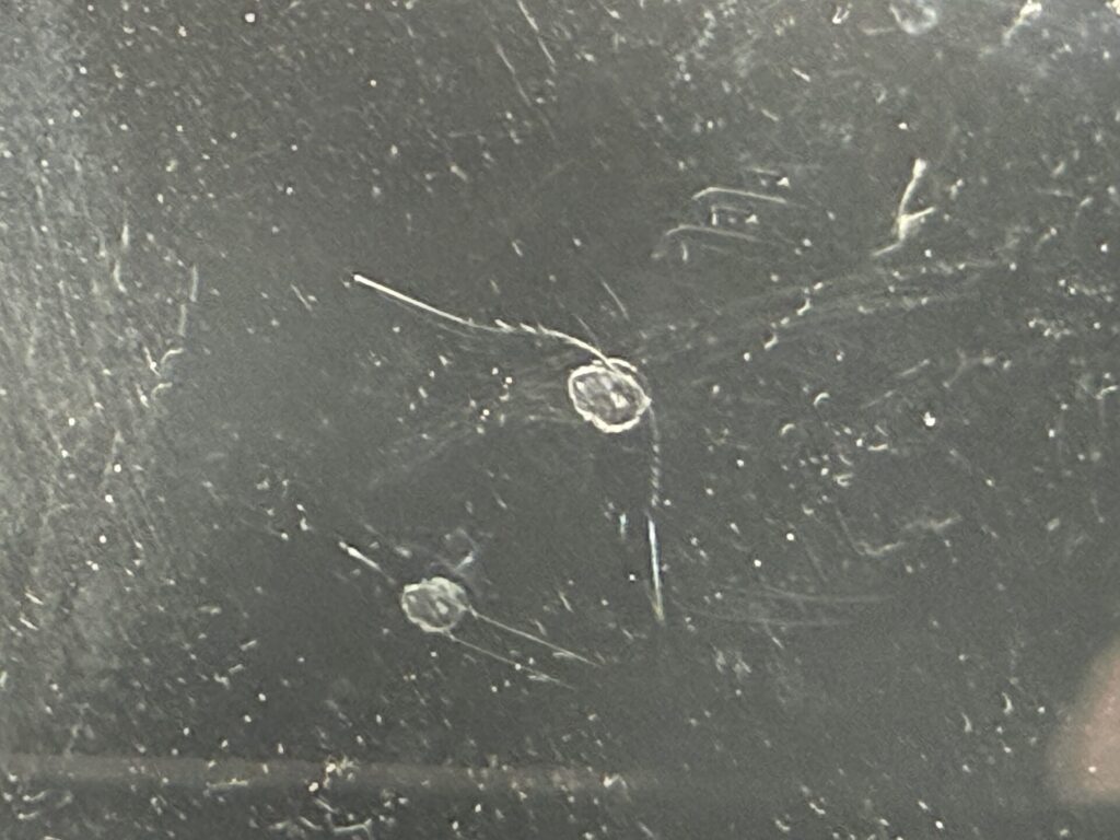 ヤリスのフロントガラスのヒビをウインドリペア